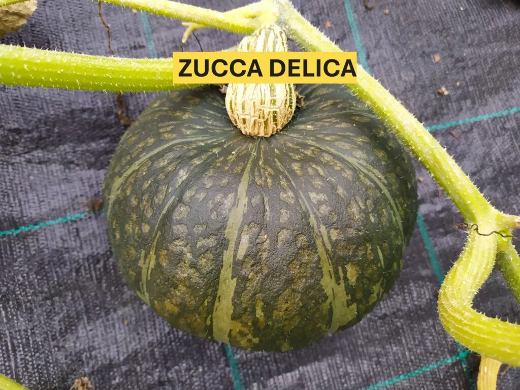 Come Coltivare la Zucca nell'Orto e in Vaso: Guida Completa 2 Frutto maturo di zucca Delica coltivato su terreno pacciamato