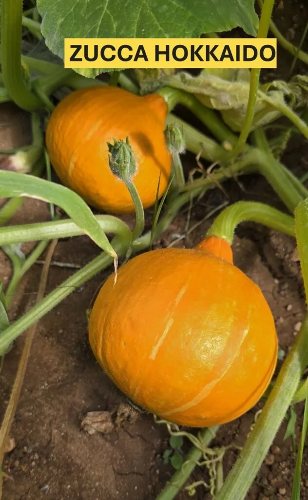 Come Coltivare la Zucca nell'Orto e in Vaso: Guida Completa 3 Zucche Hokkaido arancioni mature cresciute in orto domestico