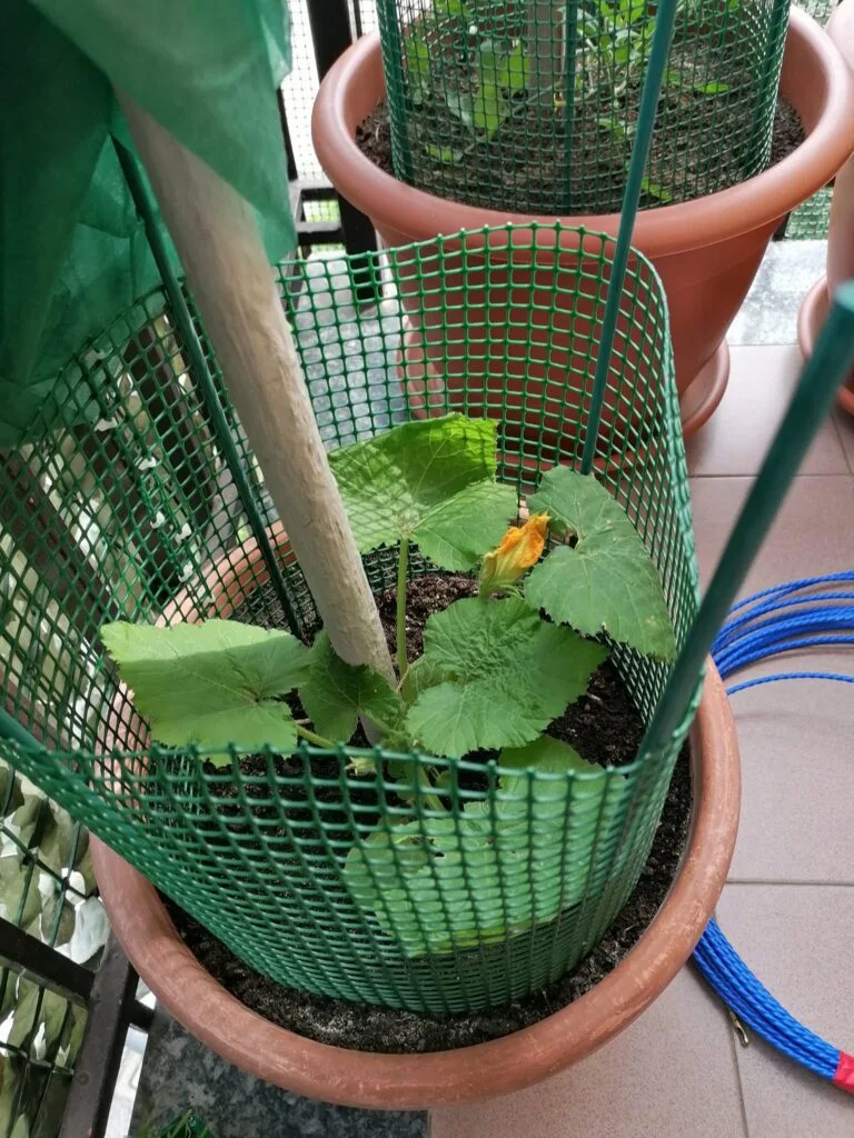 Come Coltivare la Zucca nell'Orto e in Vaso: Guida Completa 4 Pianta giovane di zucca coltivata in vaso con supporto verticale su balcone