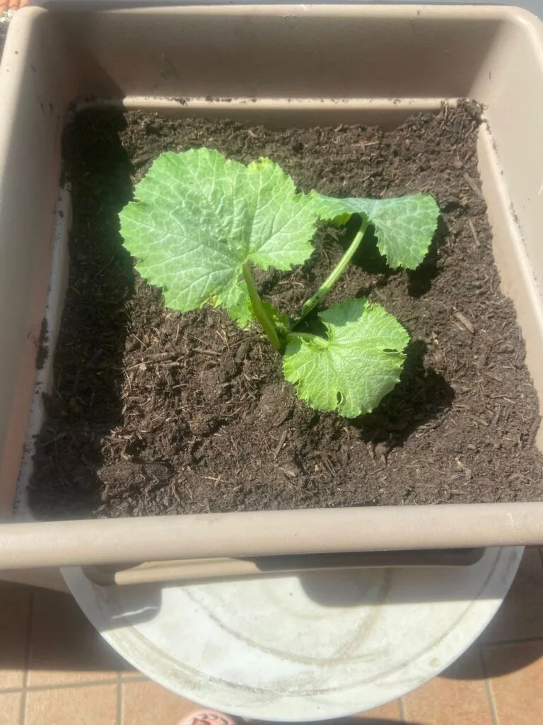 Come Coltivare la Zucca nell'Orto e in Vaso: Guida Completa 5 Piantina di zucca cresciuta in vaso quadrato su balcone soleggiato