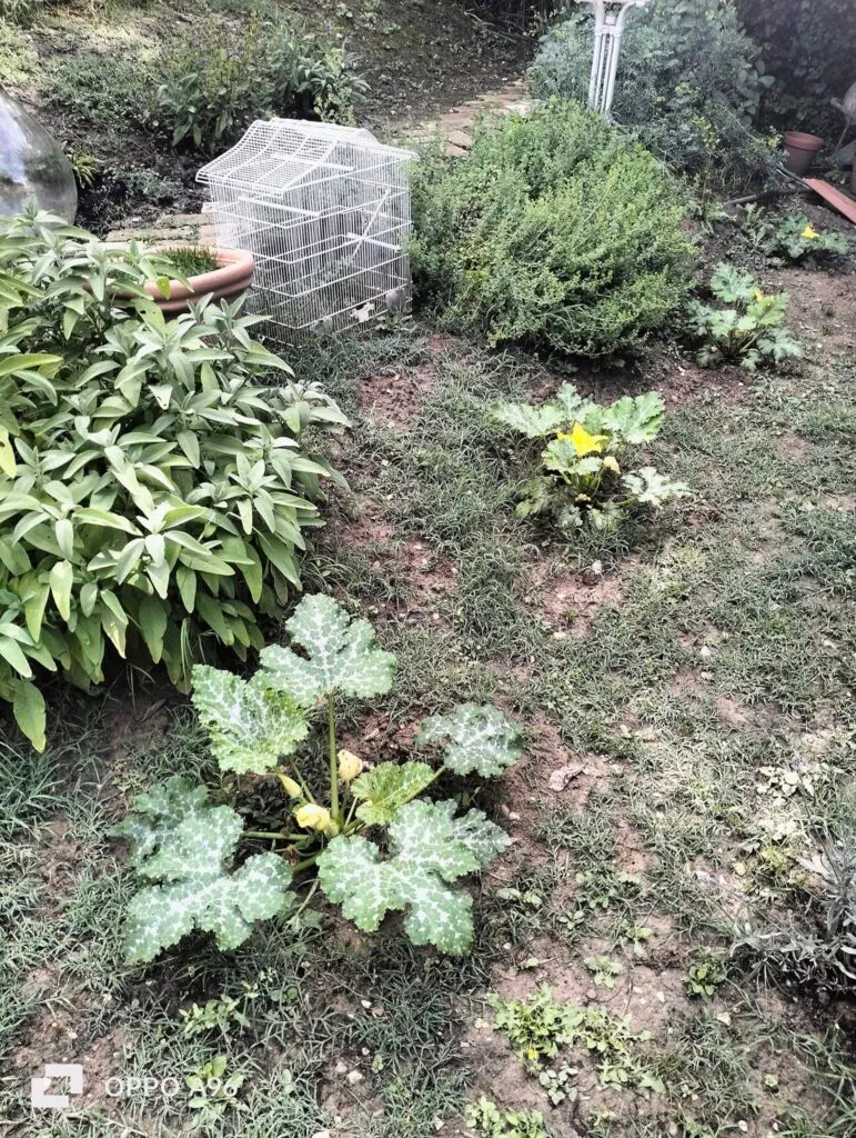 Come Coltivare la Zucca nell'Orto e in Vaso: Guida Completa 6 Piante di zucca coltivate in orto con distanza di un metro e mezzo tra le piante