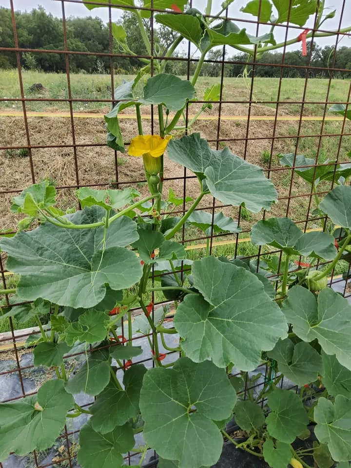Come Coltivare la Zucca nell'Orto e in Vaso: Guida Completa 8 Pianta di zucca rampicante coltivata su rete metallica in campo aperto