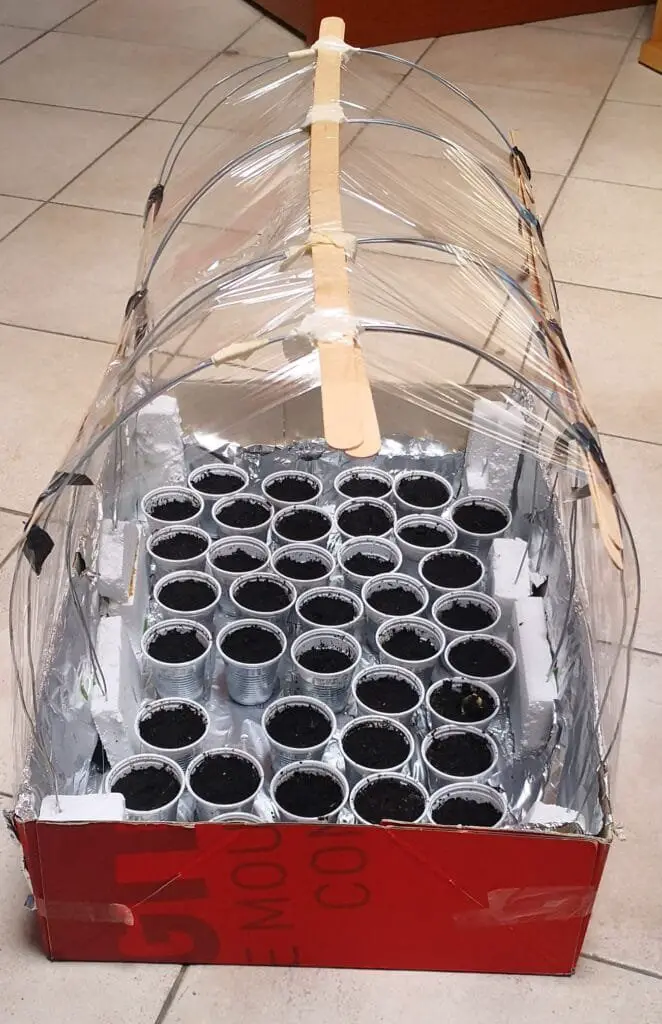 10 Segreti per Coltivare Pomodorini Biologici in Orto e Vaso 3 Mini serra artigianale per semenzai con vasetti di plastica e struttura in cartone e pellicola trasparente, accanto a una piantina di pomodoro ciliegino pronta per il trapianto in vaso biodegradabile.