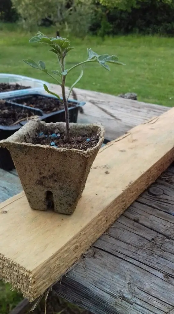 10 Segreti per Coltivare Pomodorini Biologici in Orto e Vaso 4 piantina cresciuta pronta al trapianto in vaso.