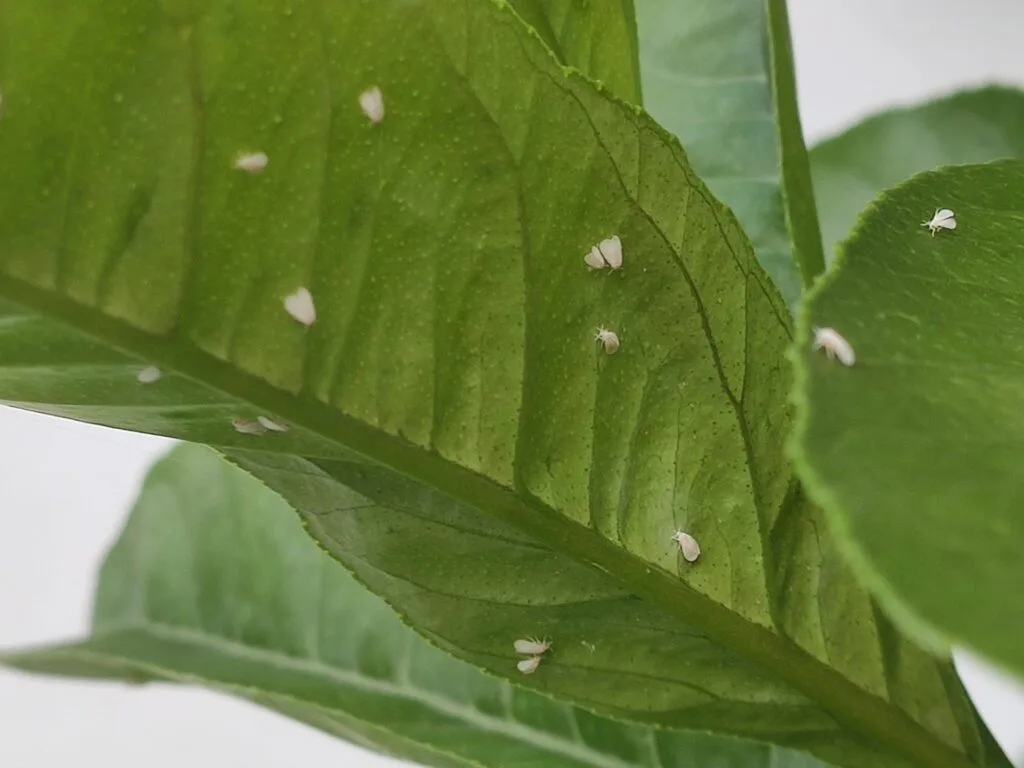10 Segreti per Coltivare Pomodorini Biologici in Orto e Vaso 12 Radici di pianta colpite da nematodi, con evidenti rigonfiamenti e deformazioni causate dai parassiti del terreno.