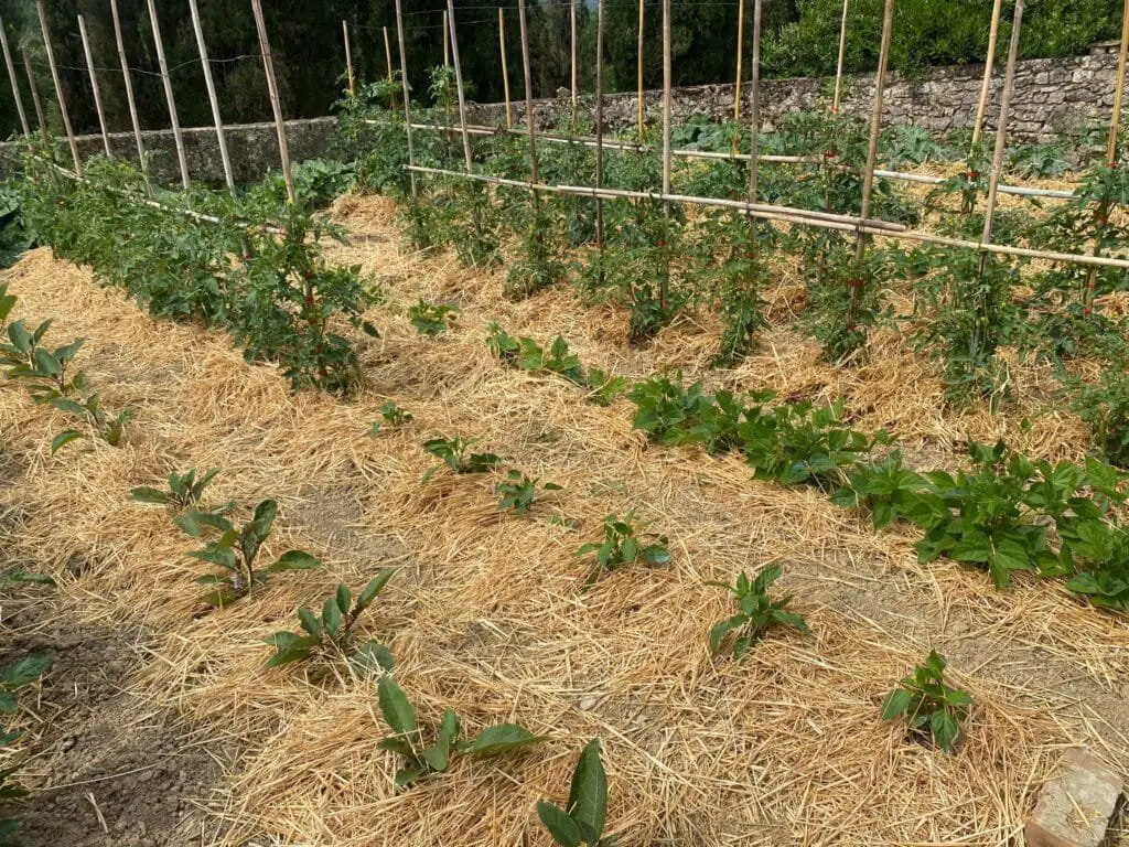 Tecniche di Agricoltura Biologica per Orti Domestici 5 Orto biologico con file di ortaggi pacciamati con paglia per trattenere l’umidità