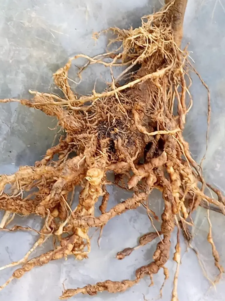 10 Segreti per Coltivare Pomodorini Biologici in Orto e Vaso 13 Mosche bianche visibili sulla superficie inferiore di una foglia verde, parassiti comuni delle coltivazioni orticole.