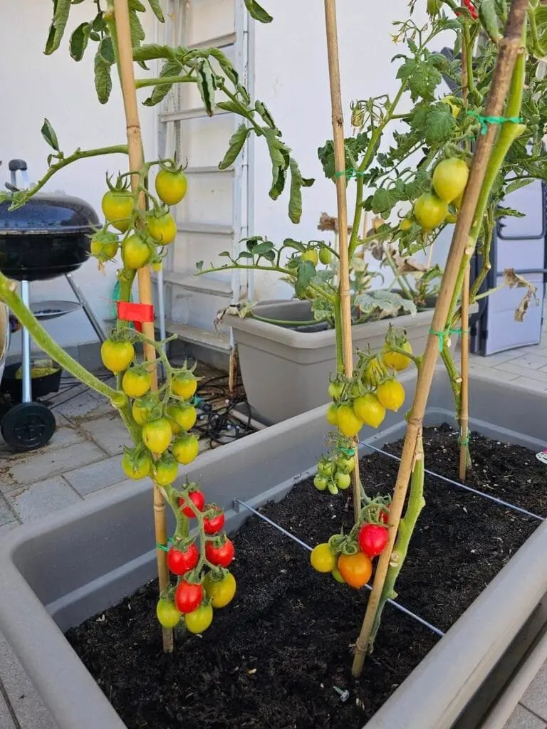 10 Segreti per Coltivare Pomodorini Biologici in Orto e Vaso 7 Coltivazione di pomodori in vaso su balcone con tutori in bamboo per la crescita verticale.
