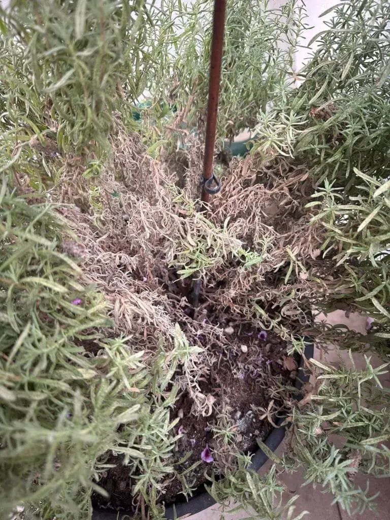 Come Coltivare la Lavanda in Vaso, Orto e Giardino 6 Pianta di lavanda sofferente da marciume radicale