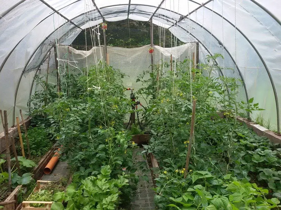 10 Segreti per Coltivare Pomodorini Biologici in Orto e Vaso 8 Pomodori coltivati in serra con sistema di tutoraggio verticale a fili sospesi.