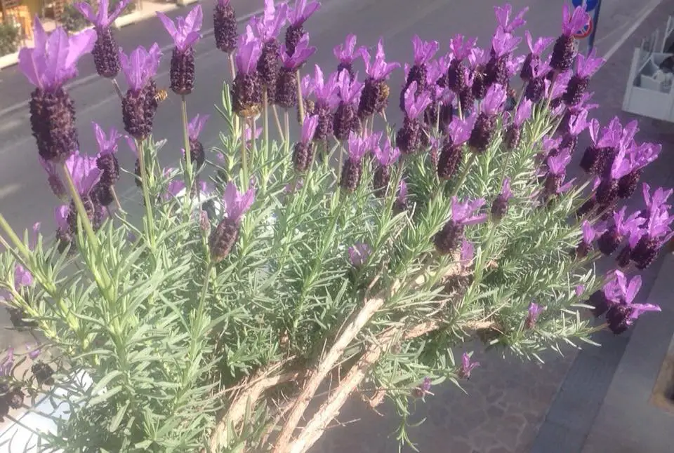 Come Coltivare la Lavanda in Vaso, Orto e Giardino 1 Api su pianta di lavanda - favoriscono l' impollinazione nelle colture