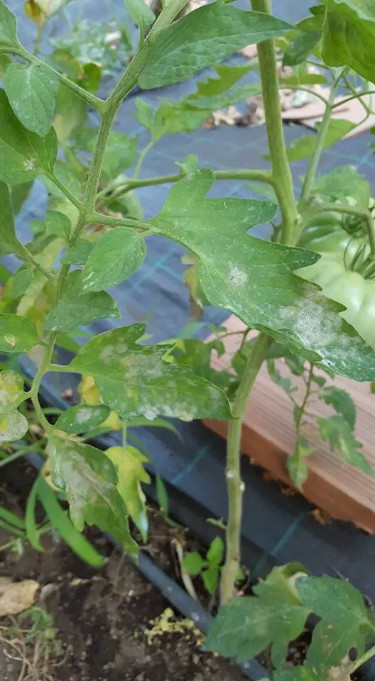10 Segreti per Coltivare Pomodorini Biologici in Orto e Vaso 17 Foglia di pomodoro affetta da oidio, con una caratteristica patina biancastra e polverosa sulla superficie, segno dell’infezione fungina.