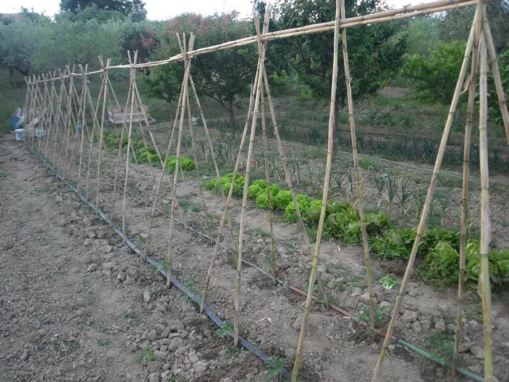 10 Segreti per Coltivare Pomodorini Biologici in Orto e Vaso 9 Orto con pomodori sostenuti da struttura a capanna realizzata con canne di bamboo.