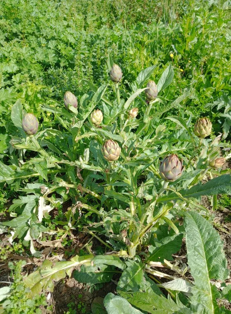 Coltivare Carciofi in Orto o in Vaso: Guida Completa 15 Pianta di carciofo con numerosi capolini pronti per la raccolta coltivata in orto biologico all’aperto