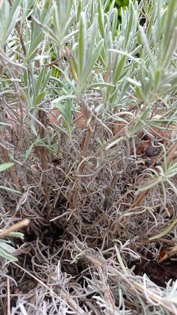 Come Coltivare la Lavanda in Vaso, Orto e Giardino 5 492414868 10221905509345900 5934926852640276126 n 1
