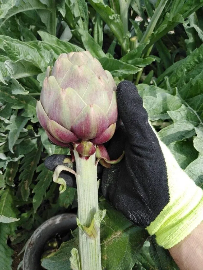 Coltivare Carciofi in Orto o in Vaso: Guida Completa 14 Capolino di carciofo viola raccolto a mano con guanto da lavoro – raccolta manuale del carciofo in orto