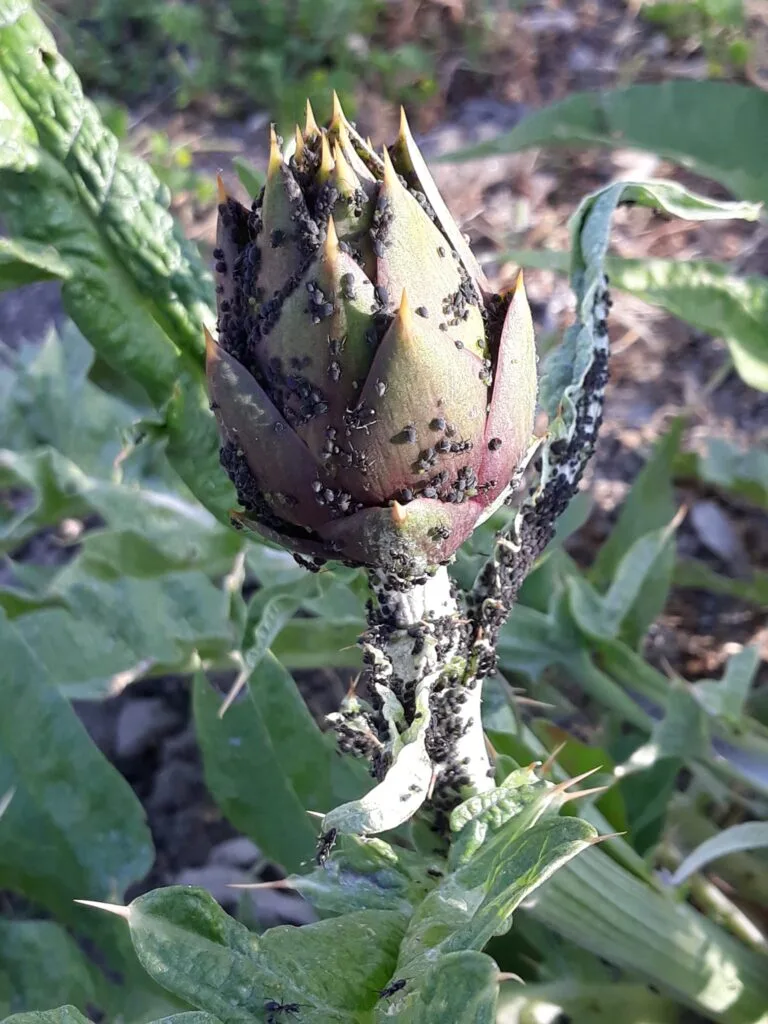 Coltivare Carciofi in Orto o in Vaso: Guida Completa 11 Pianta di carciofi colpita da afidi