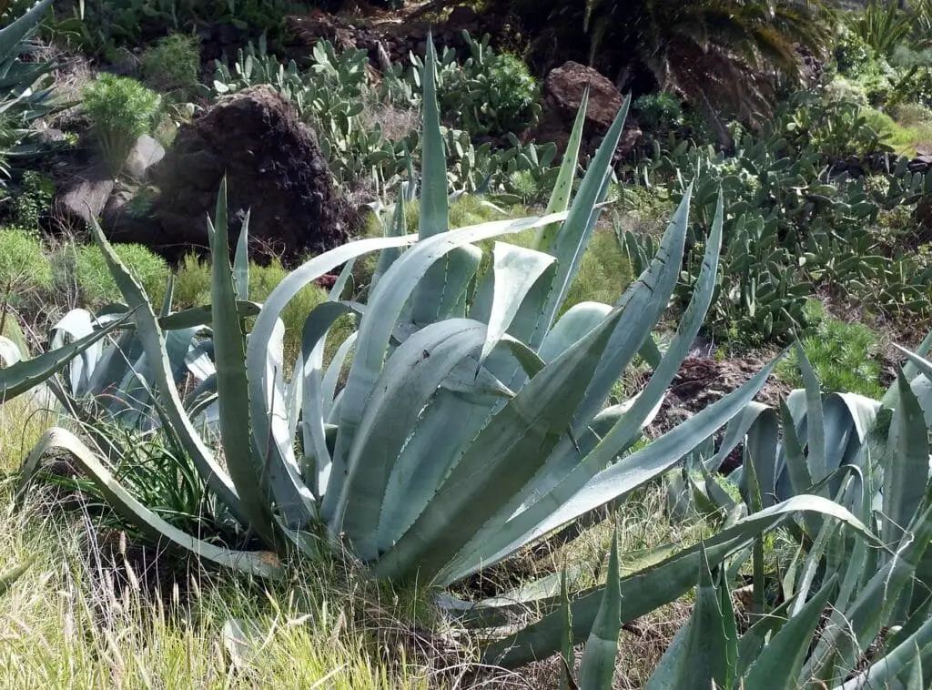 Piante Resistenti alla Siccità: Quali Scegliere e Perché 18 Agave americana