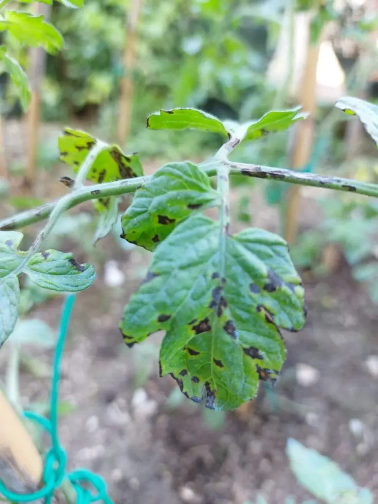 10 Segreti per Coltivare Pomodorini Biologici in Orto e Vaso 16 Primo piano di una foglia di pomodoro colpita da alternaria, con macchie scure concentriche e aree ingiallite che indicano l’infezione fungina.
