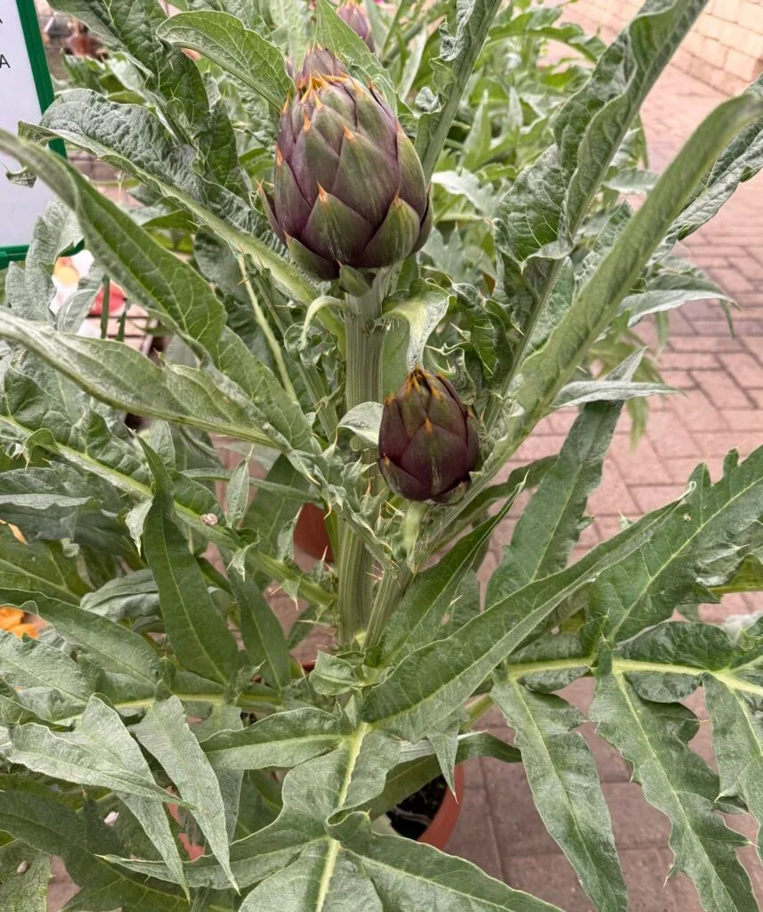 Coltivare Carciofi in Orto o in Vaso: Guida Completa 5 Pianta di carciofo coltivata in vaso su balcone soleggiato con foglie larghe e verdi – coltivazione domestica del carciofo
