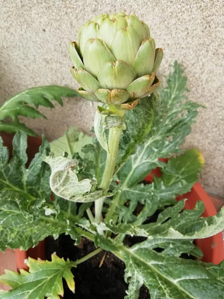 Coltivare Carciofi in Orto o in Vaso: Guida Completa 6 Carciofo in vaso profondo con terriccio drenante, coltivazione biologica su terrazzo urbano