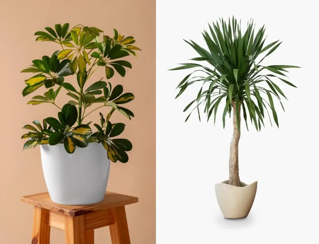 Le Migliori Piante da Interno a Bassa Manutenzione 10 Dracena e ficus benjamin
