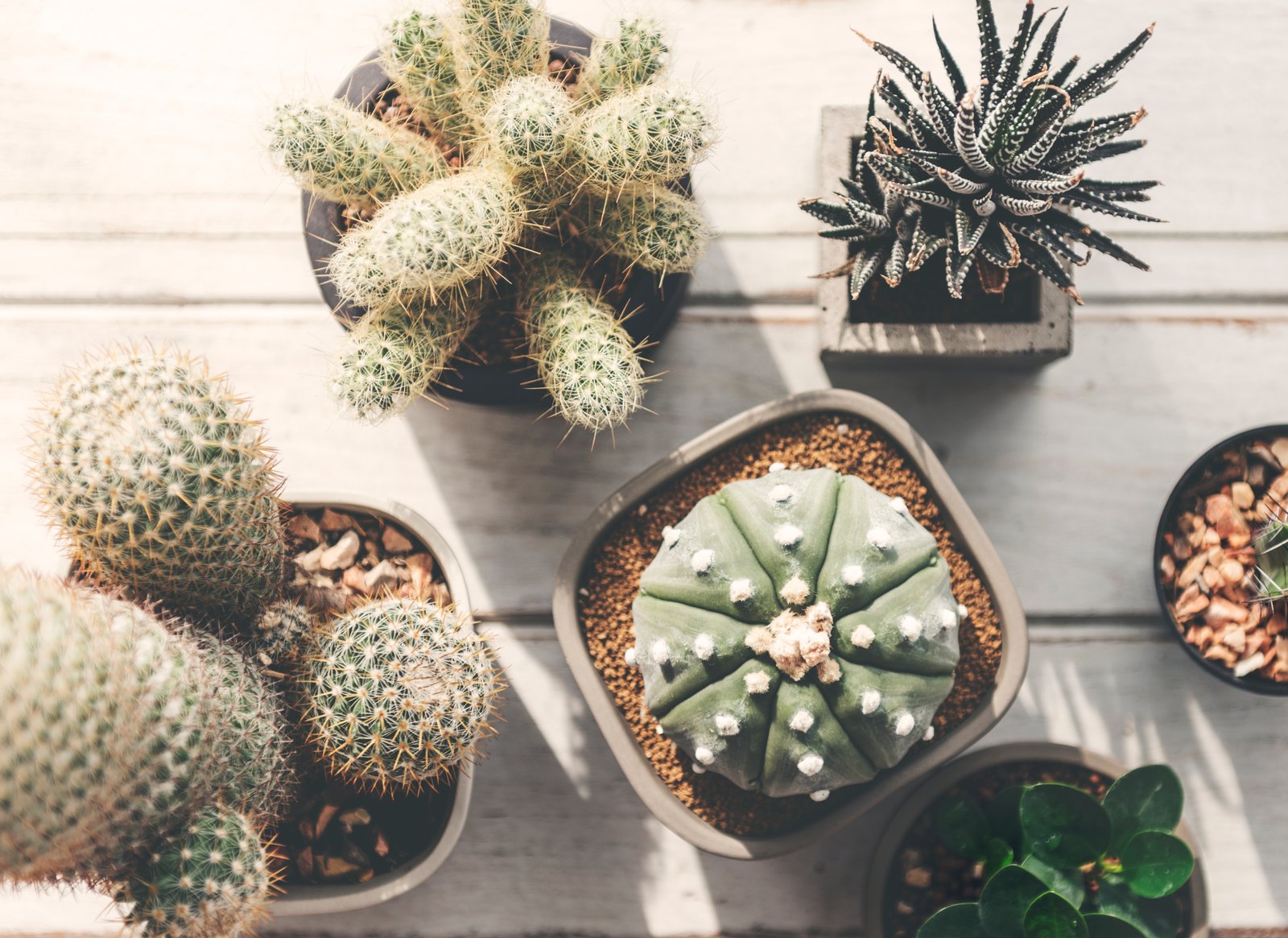 Le Migliori Piante da Interno a Bassa Manutenzione 6 cactus e haworthia, piante a bassa manutenzione