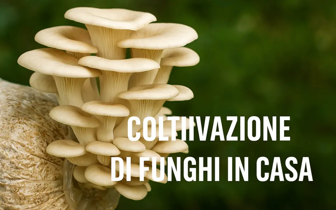 Come Coltivare Funghi in Casa in Modo Semplice e Sicuro