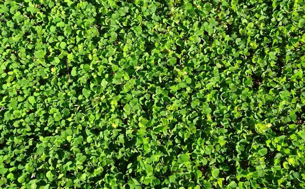 Piante Resistenti alla Siccità: Quali Scegliere e Perché 21 Dichondra repens
