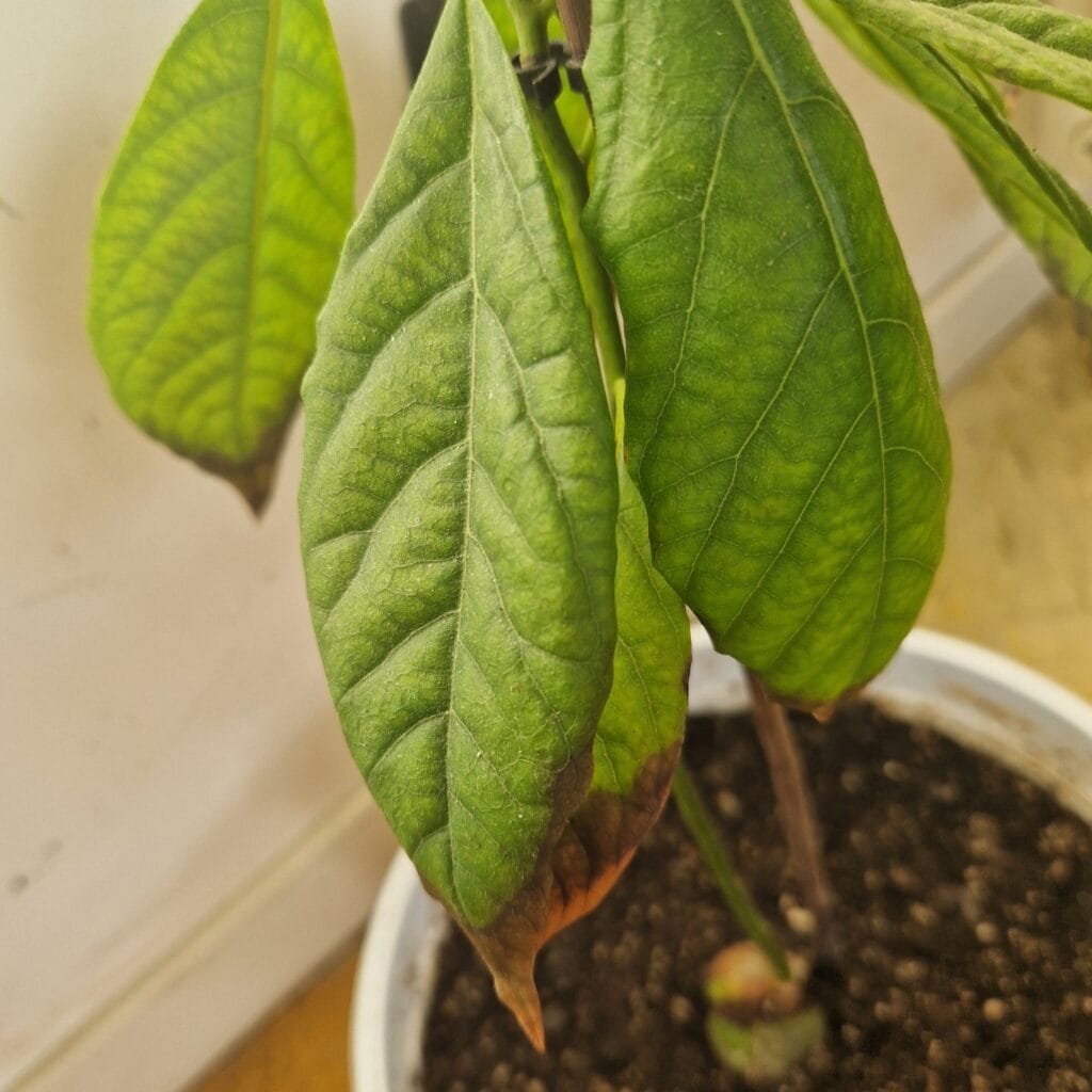 Avocado: Come Coltivarlo Bene, in Casa o in Orto 8 Foglia di avocado in vaso con necrosi e bordo scuro, tipico danno da irrigazione errata e sbalzo termico.