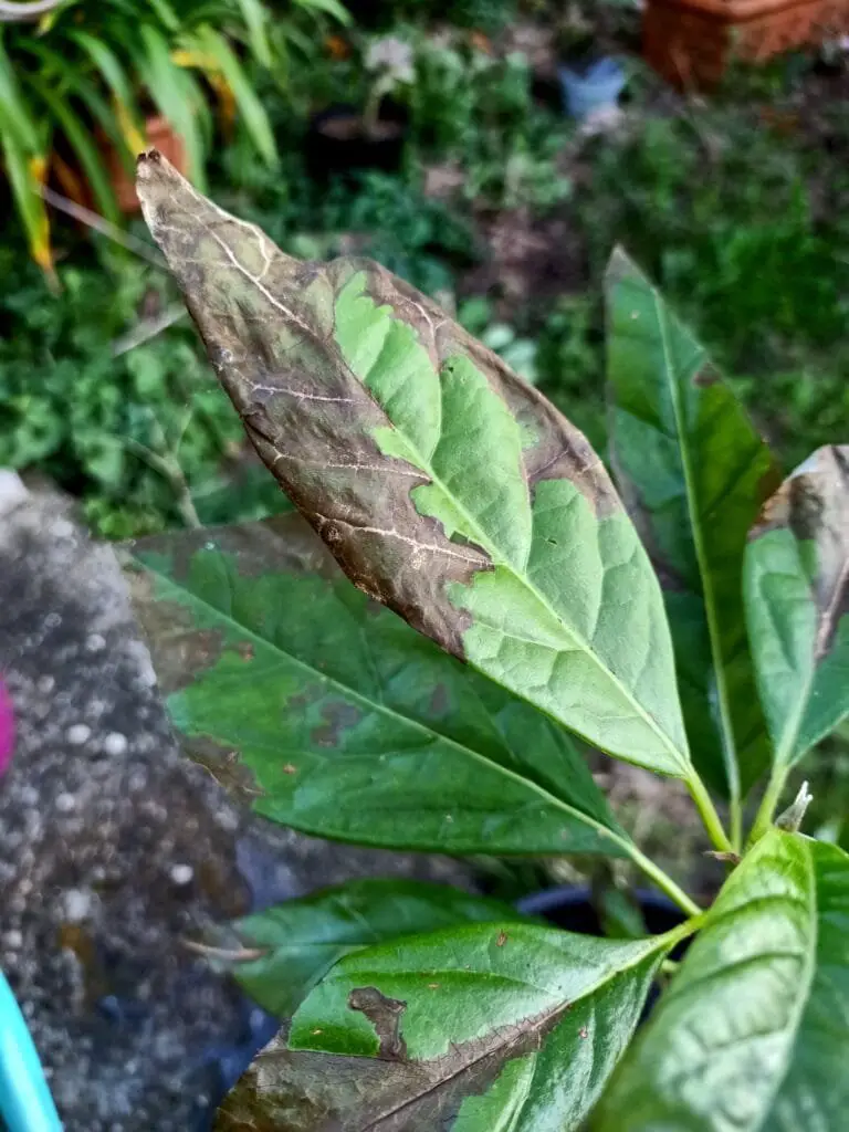 Avocado: Come Coltivarlo Bene, in Casa o in Orto 7 Foglie di avocado con macchie marroni e secche, sintomi di carenza nutritiva e possibile marciume da eccesso di umidità.