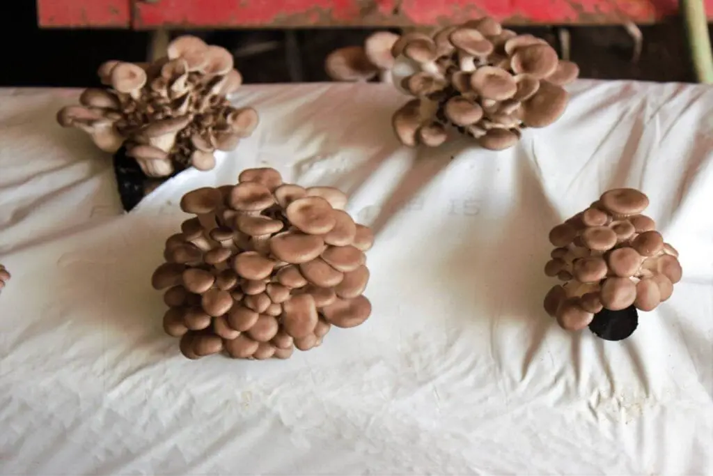 Come Coltivare Funghi in Casa in Modo Semplice e Sicuro 5 Gruppi di funghi Pleurotus cresciuti da sacchetti neri posati su un telo bianco in ambiente interno.