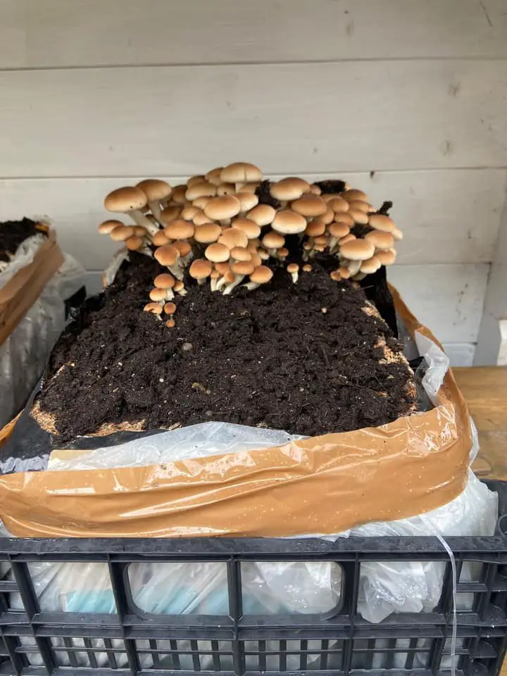Come Coltivare Funghi in Casa in Modo Semplice e Sicuro 4 Funghi che crescono su substrato contenuto in una cassetta di plastica foderata con un sacco, in ambiente chiuso.