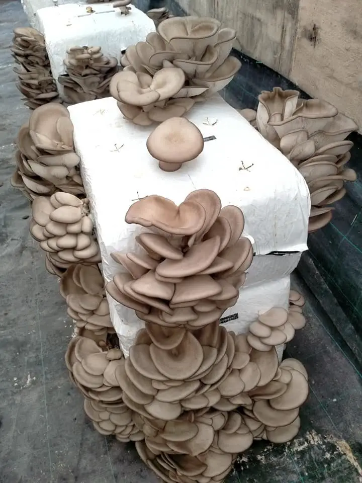 Come Coltivare Funghi in Casa in Modo Semplice e Sicuro 3 Blocchi bianchi di substrato per funghi posizionati in verticale, con abbondanti funghi Pleurotus che crescono da tutti i lati.