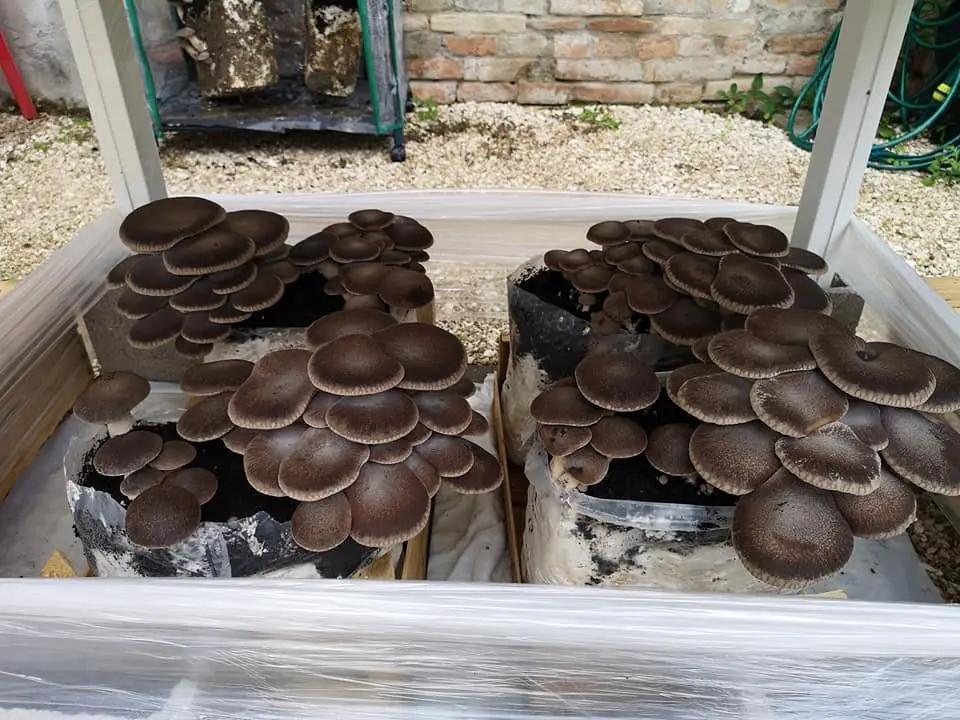 Come Coltivare Funghi in Casa in Modo Semplice e Sicuro 6 Funghi coltivati in blocchi di substrato all'interno di una serra artigianale coperta da plastica trasparente, in un cortile esterno.