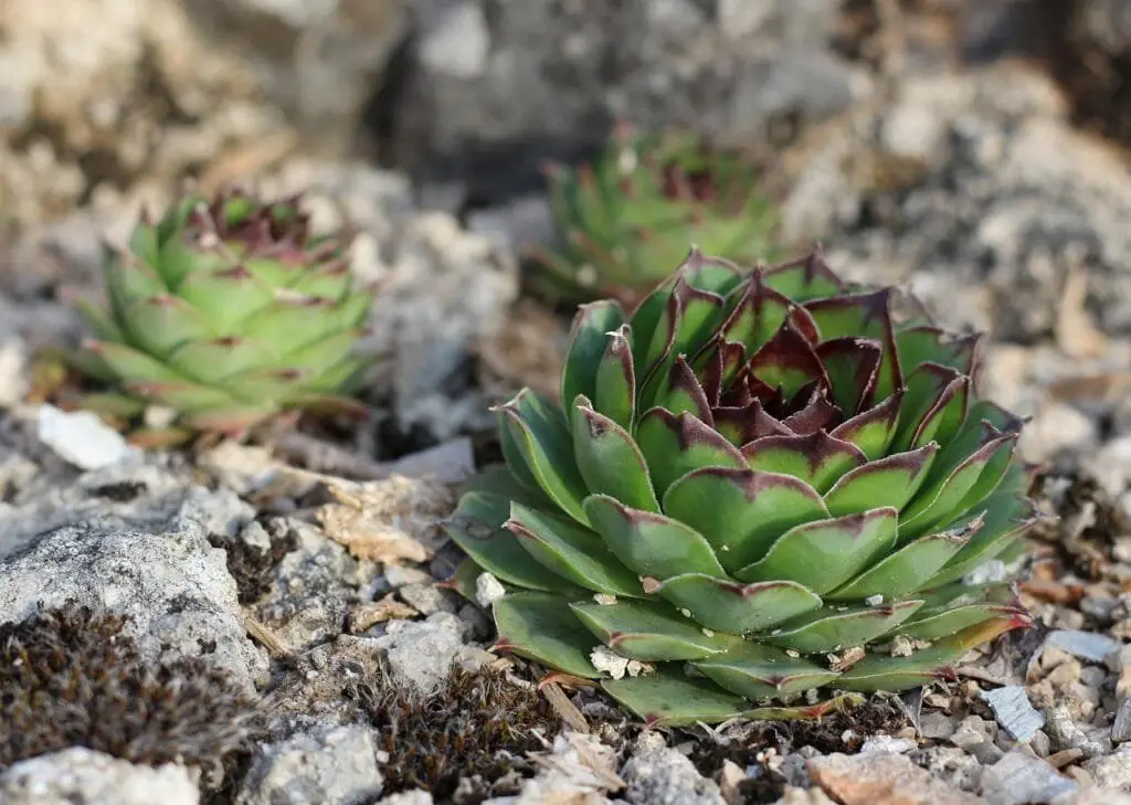 Piante Resistenti alla Siccità: Quali Scegliere e Perché 16 Sempervivum (semprevivo)
