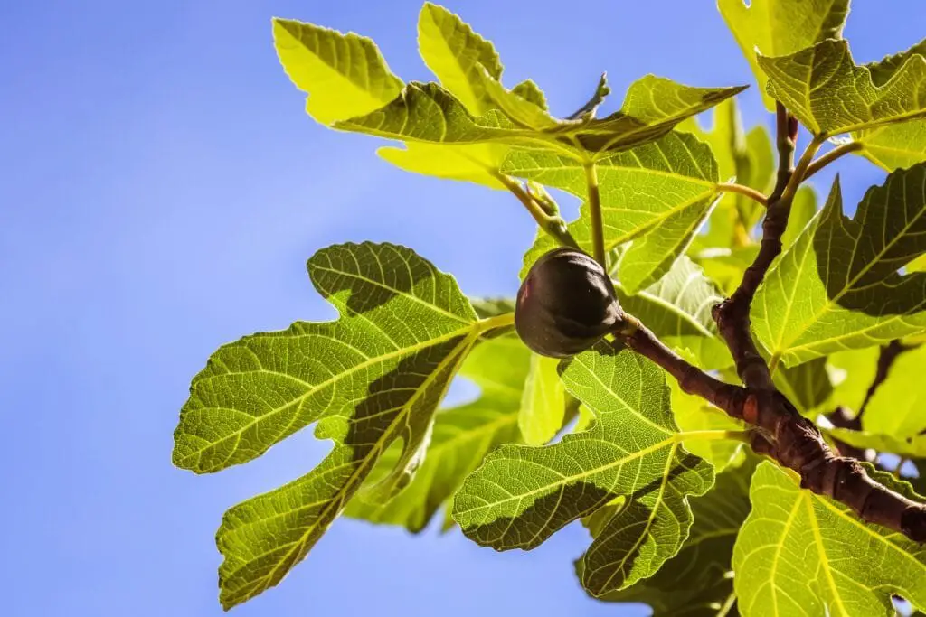 Piante Resistenti alla Siccità: Quali Scegliere e Perché 22 albero di fico