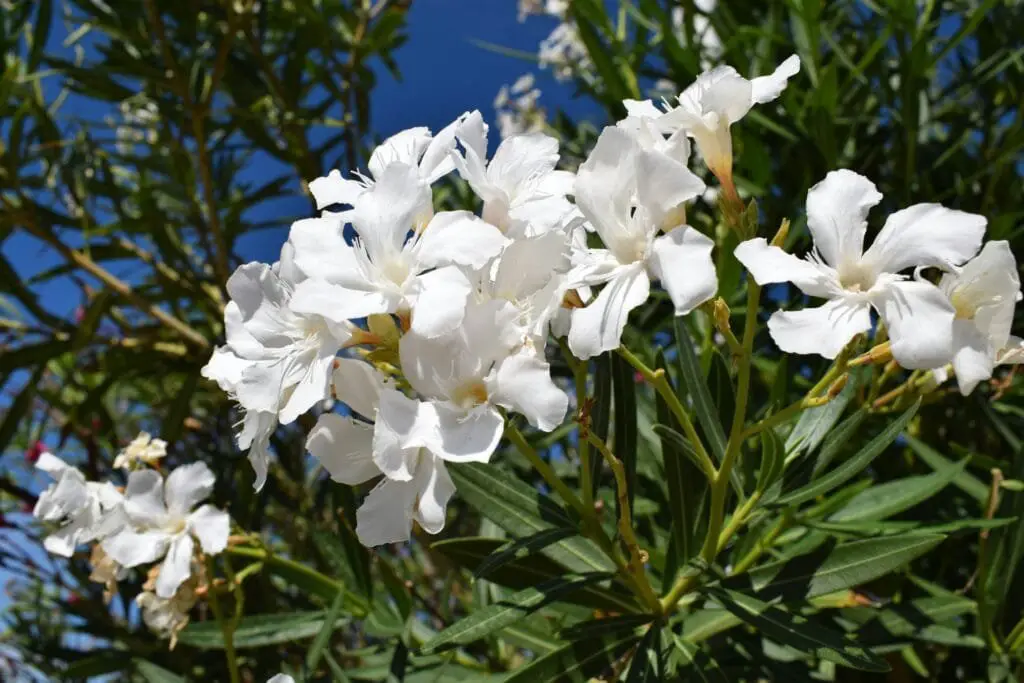 Piante Resistenti alla Siccità: Quali Scegliere e Perché 11 Oleandro