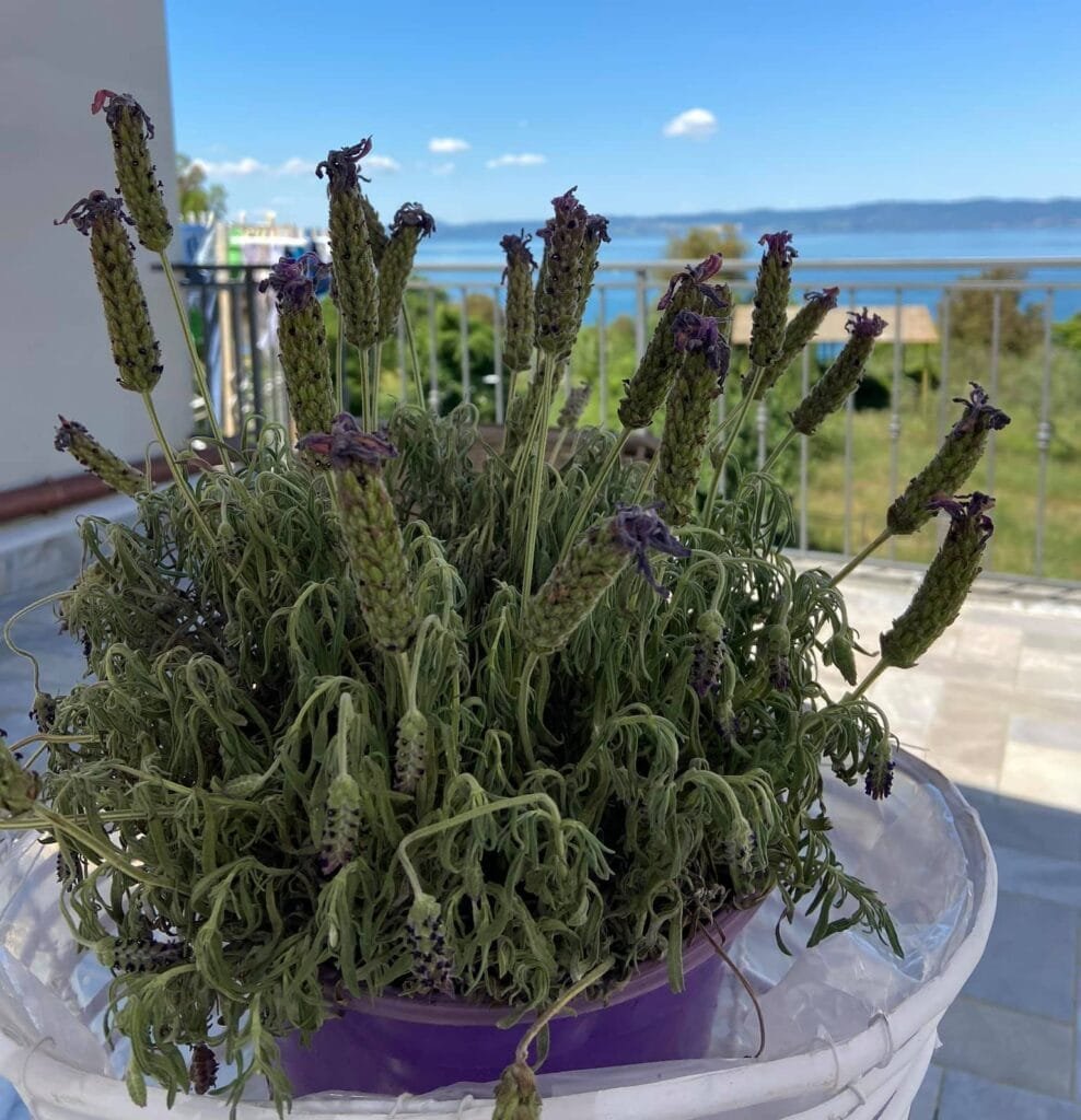 Come Coltivare la Lavanda in Vaso, Orto e Giardino 4 Lavanda sofferente con segni di afflosciamento, causato da troppa acua, terriccio sbagliato, vaso piccolo