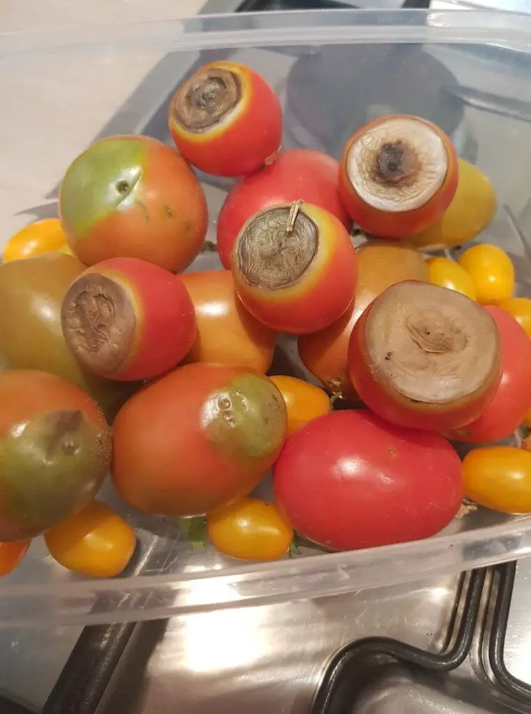 10 Segreti per Coltivare Pomodorini Biologici in Orto e Vaso 18 **Alt text:**
Pomodori ciliegino colpiti da marciume apicale, con macchie scure e depresse sulla parte inferiore del frutto, causate da carenza di calcio o irrigazione irregolare.