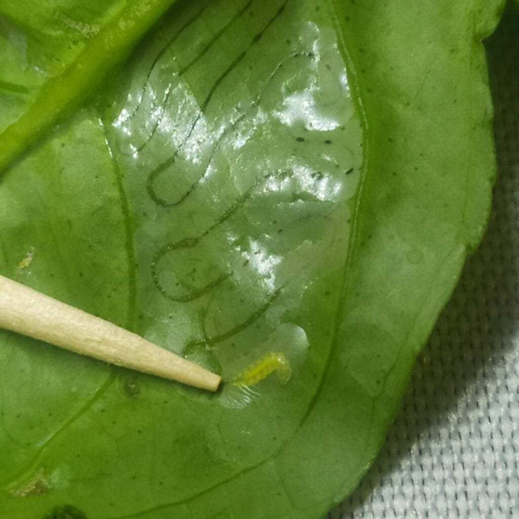10 Segreti per Coltivare Pomodorini Biologici in Orto e Vaso 14 Foglia verde di pianta infestata da minatori fogliari, con gallerie bianche e tortuose visibili sulla superficie
