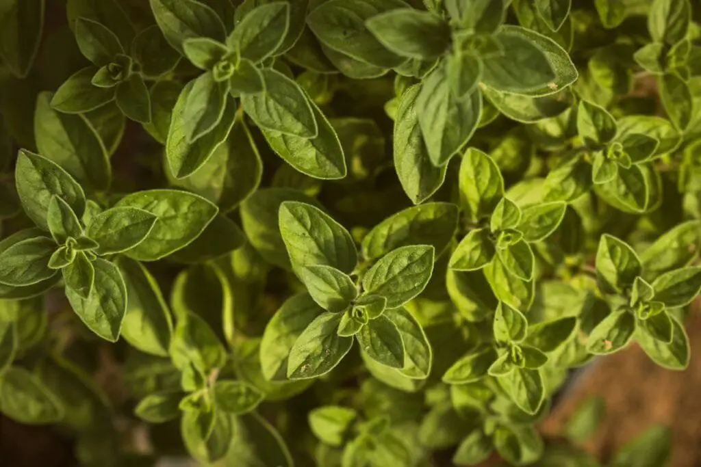 Piante Resistenti alla Siccità: Quali Scegliere e Perché 10 Pianta di origano in piena crescita, con foglioline verdi ovali e fusti sottili, coltivata in vaso al sole.