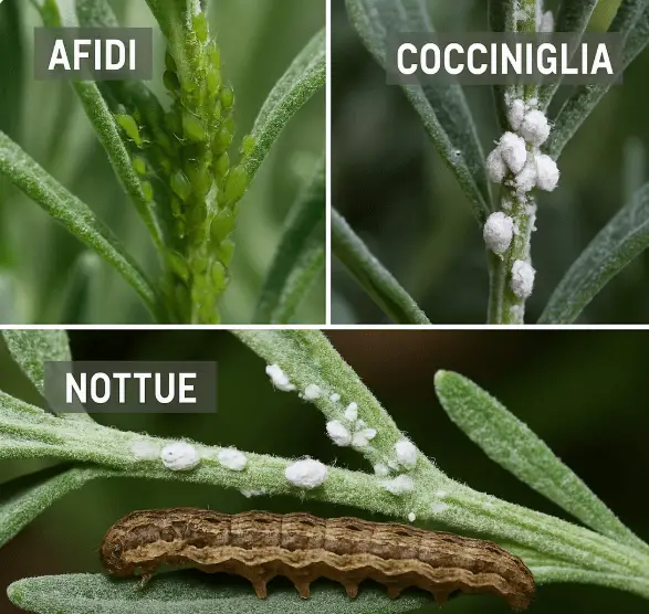 Come Coltivare la Lavanda in Vaso, Orto e Giardino 7 parassiti lavanda 1