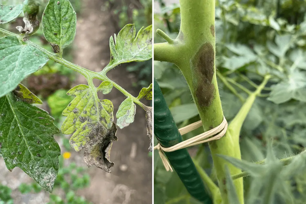 10 Segreti per Coltivare Pomodorini Biologici in Orto e Vaso 15 Collage con due fotografie ravvicinate che mostrano sintomi di peronospora su piante di pomodoro: a sinistra foglie ingiallite con macchie nere e bordi necrotici, a destra macchie scure sul fusto della pianta legata a un tutore
