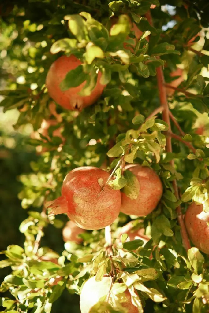 Piante Resistenti alla Siccità: Quali Scegliere e Perché 24 albero di melograno