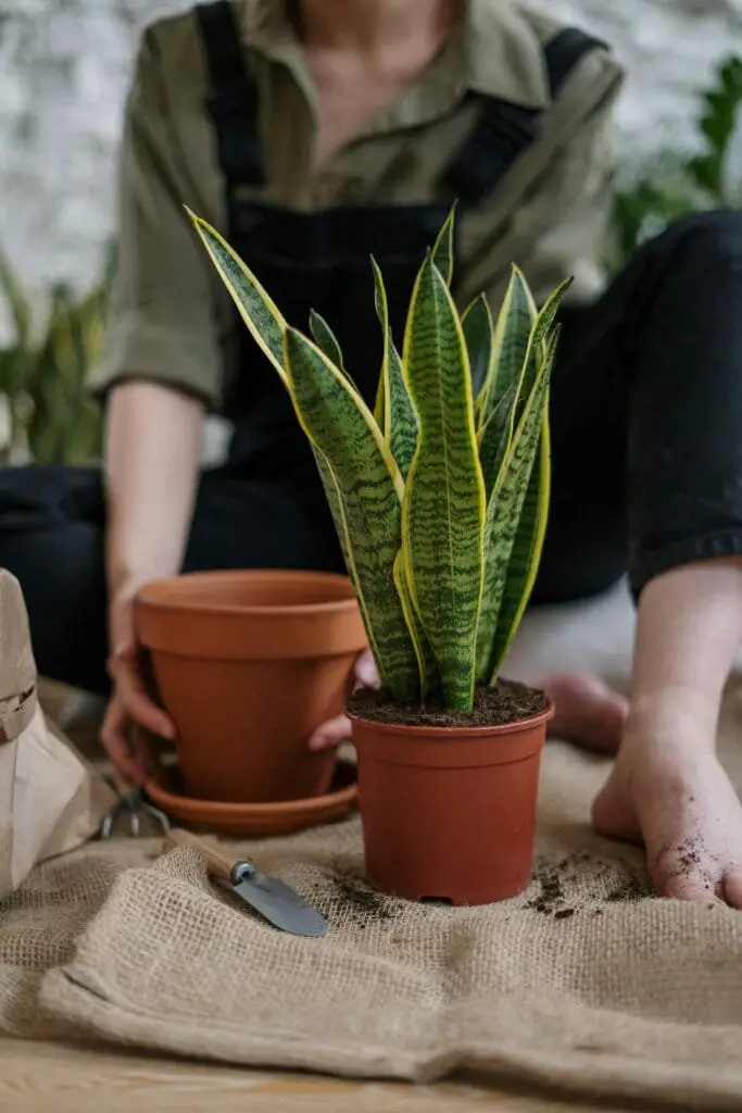 Le Migliori 5 Piante da Interno a Bassa Manutenzioneð¿ 1 Sansevieria in vaso durante il rinvaso, pianta da interno a bassa manutenzione.