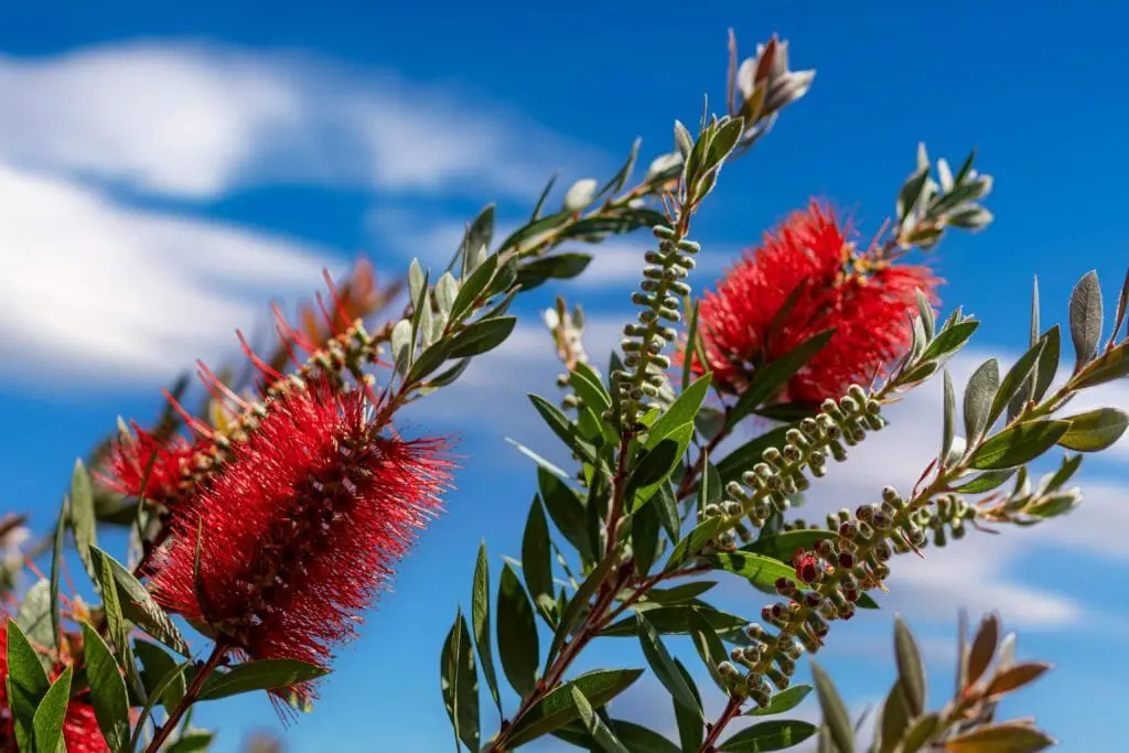 Piante Resistenti alla Siccità: Quali Scegliere e Perché 13 Callistemon (pianta dello scovolino)