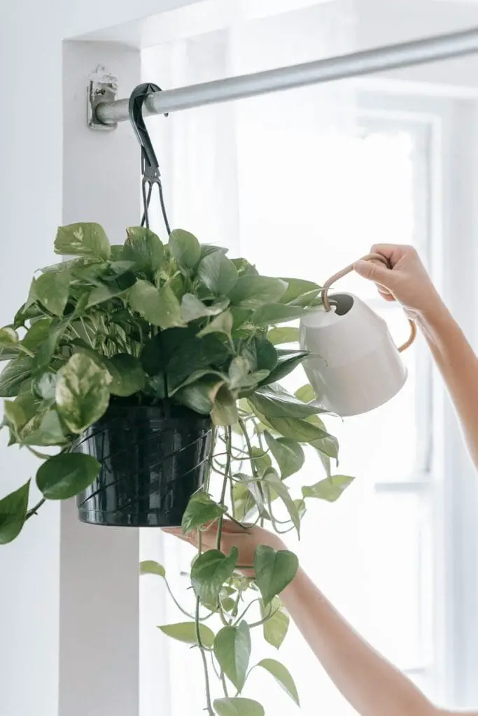 Le Migliori 5 Piante da Interno a Bassa Manutenzioneð¿ 2 Pothos in vaso appeso annaffiato con un annaffiatoio, pianta da interno a bassa manutenzione.