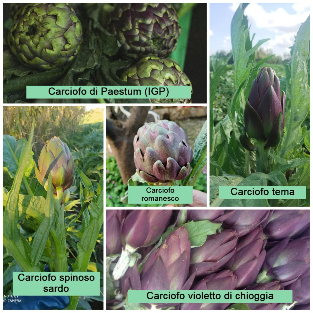 Coltivare Carciofi in Orto o in Vaso: Guida Completa 4 Collage fotografico di cinque varietà di carciofo: Paestum IGP, Romanesco, Tema, Spinoso Sardo e Violetto di Chioggia – confronto tra varietà adatte per orto e vaso