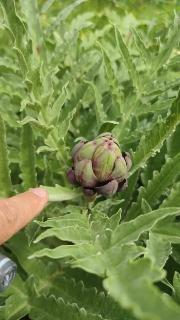 Coltivare Carciofi in Orto o in Vaso: Guida Completa 2 Capolino di carciofo in fase iniziale su pianta adulta coltivata in orto – crescita primaverile